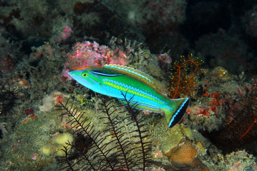 阿氏擬海豬魚 阿氏擬海豬魚