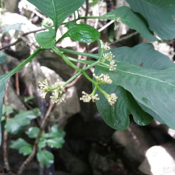 Psychotria antsalovensis