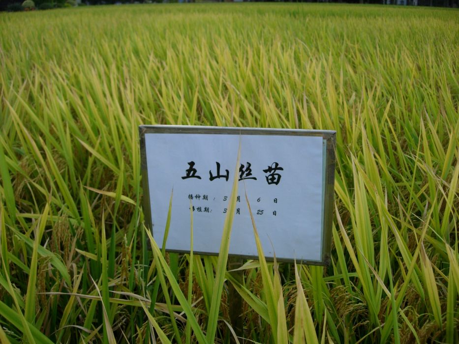 五山絲苗 五山絲苗