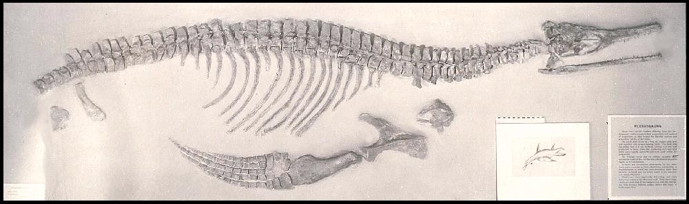 奧氏長喙龍的化石（編號MCZ 1064 化石）