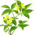 雞嗉子果(常綠小喬木) 雞嗉子果(常綠小喬木)