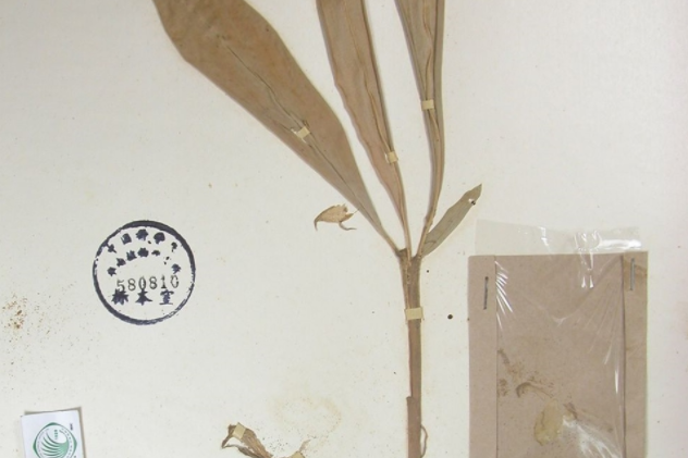 思茅姜 思茅姜