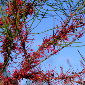 Hakea orthorrhyncha