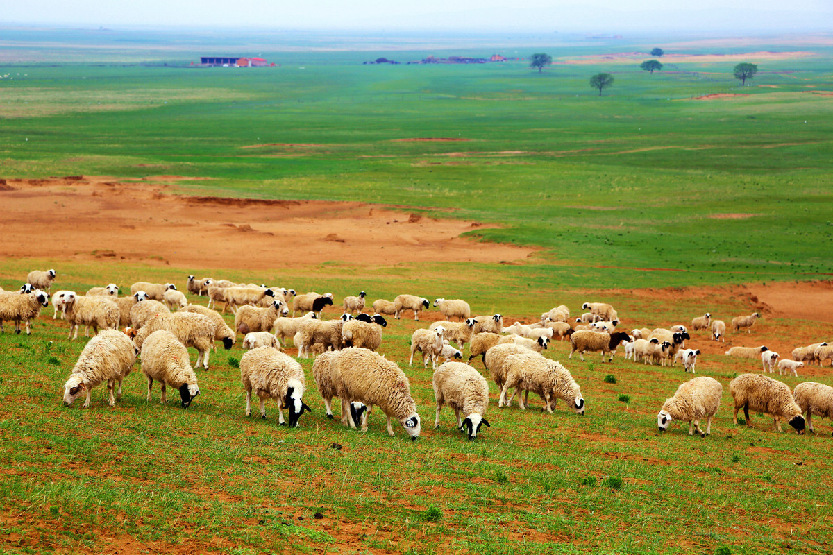 內蒙古錫林郭勒草原國家級自然保護區