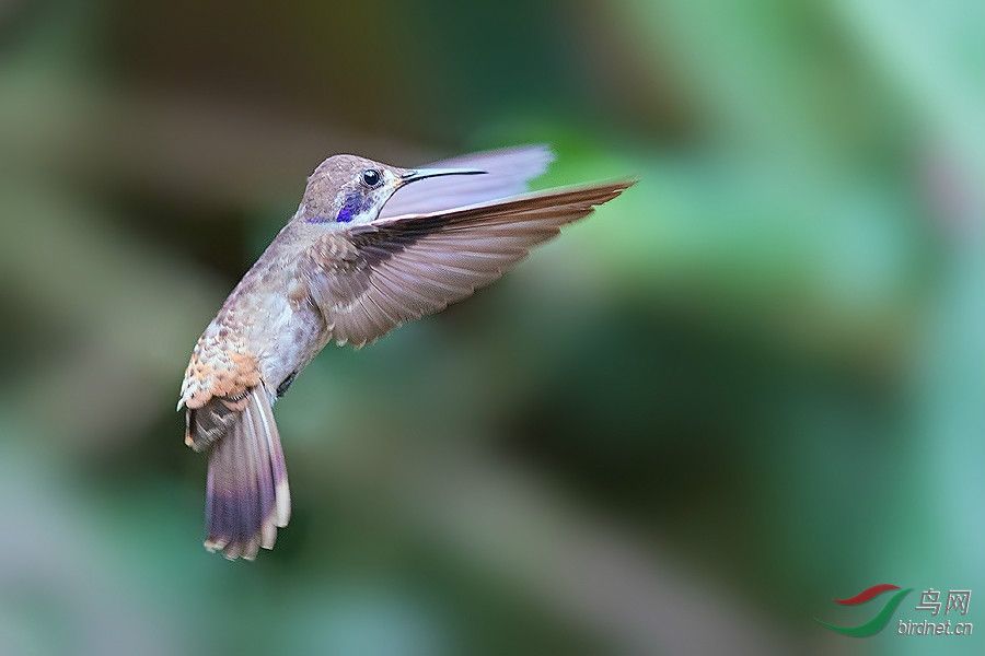 褐紫耳蜂鳥 褐紫耳蜂鳥