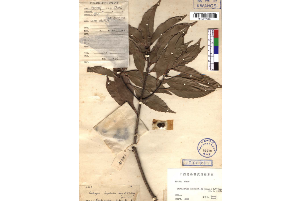 龍州柯(龍州錐) 龍州柯(龍州錐)