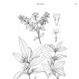 雙瓣木犀 雙瓣木犀