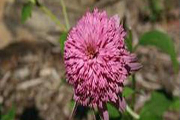 Echinacea purpurea \x27Razzmatazz\x27