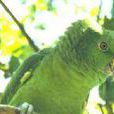 宏都拉斯黃頸亞馬遜鸚鵡