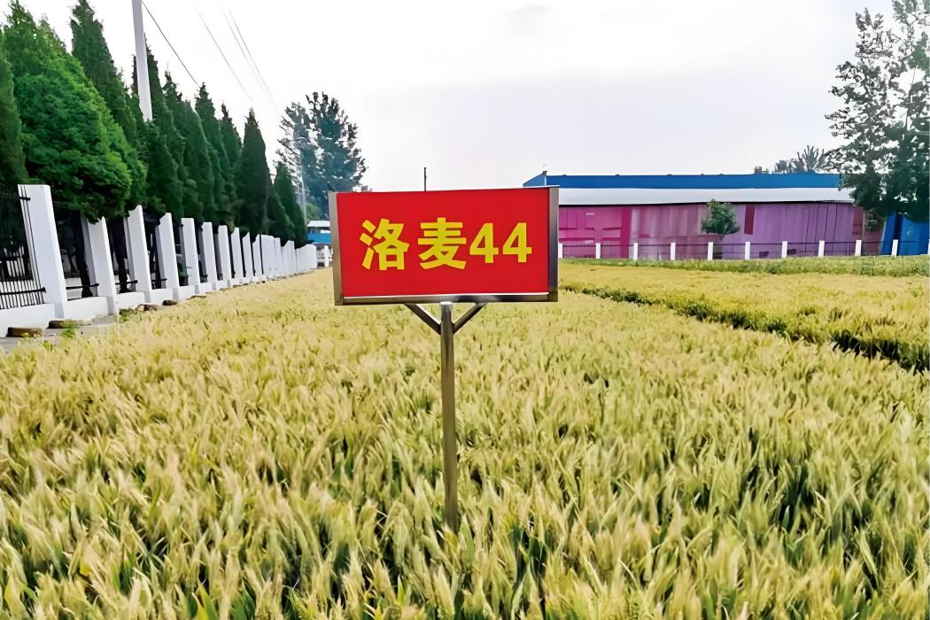 洛麥44