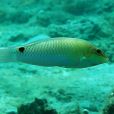 大眼海豬魚