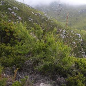 Cliffortia serpyllifolia