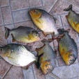 比拉食人魚 比拉食人魚