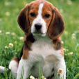 比格(小獵兔犬) 比格(小獵兔犬)