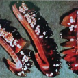 中華尾孢 中華尾孢