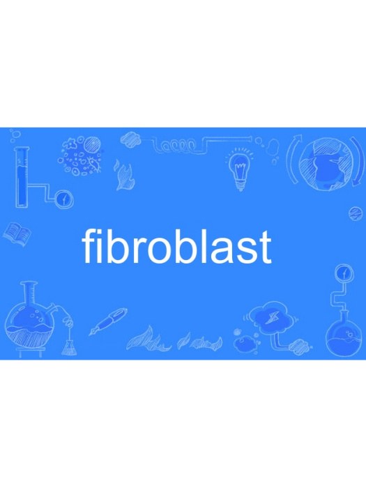 fibroblast fibroblast