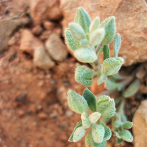 Alyssum macrocalyx