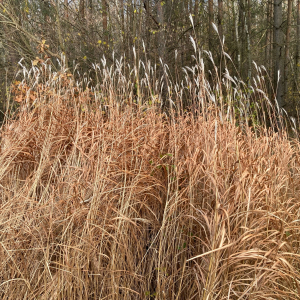 Miscanthus sacchariflorus