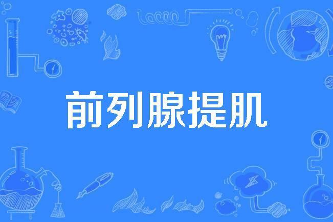 前列腺提肌 前列腺提肌