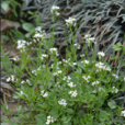 碎米薺(植物) 碎米薺(植物)