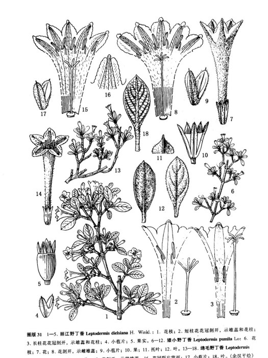 矮小野丁香(Leptodermis pumila Lo) 矮小野丁香(Leptodermis pumila Lo)