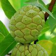 番荔枝(釋迦（水果番荔枝的別稱）)