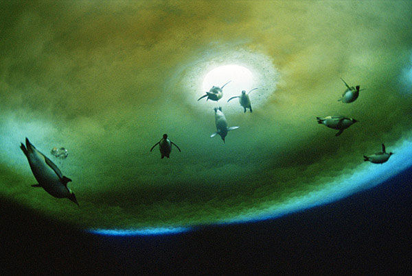 南極洲水下的企鵝