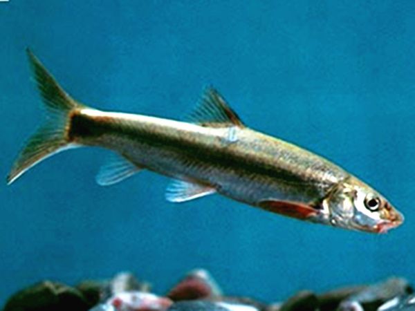 中唇弓魚 中唇弓魚