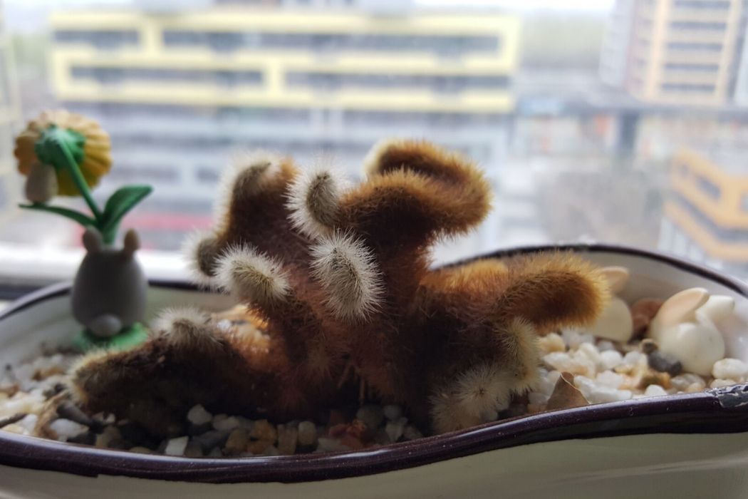 木耳掌 木耳掌