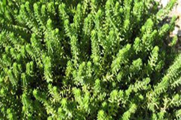 Sedum acre Sedum acre