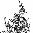 戈壁天門冬 戈壁天門冬
