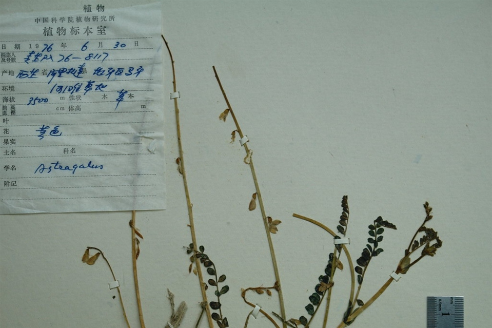 疏花黃芪 疏花黃芪