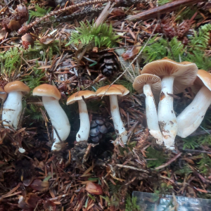 苔絲膜菌