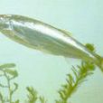 寡鱗飄魚 寡鱗飄魚