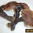 菌蓋 菌蓋