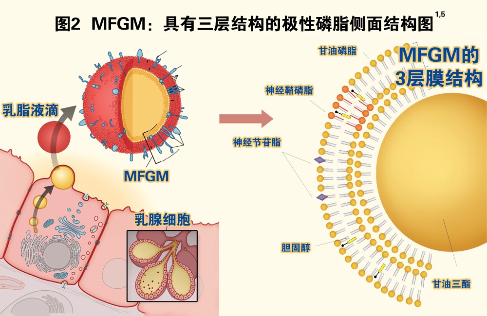 MFGM乳脂球膜