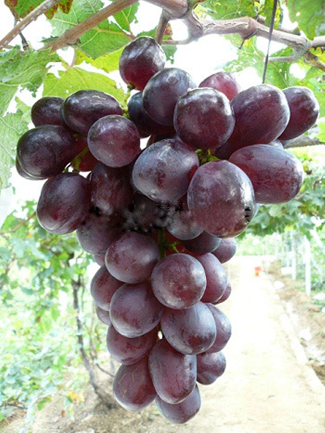 “紫地球”晚熟葡萄