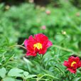 赤龍(芍藥屬雜交品種) 赤龍(芍藥屬雜交品種)