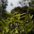 思茅短蕊茶 思茅短蕊茶