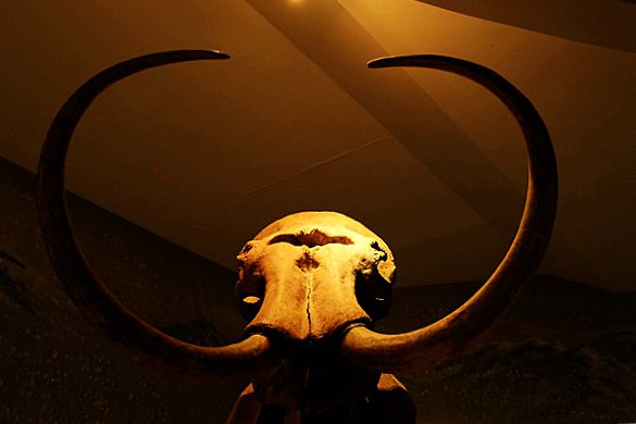綏化市博物館展出的猛獁象化石