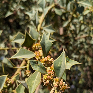 Jodina rhombifolia