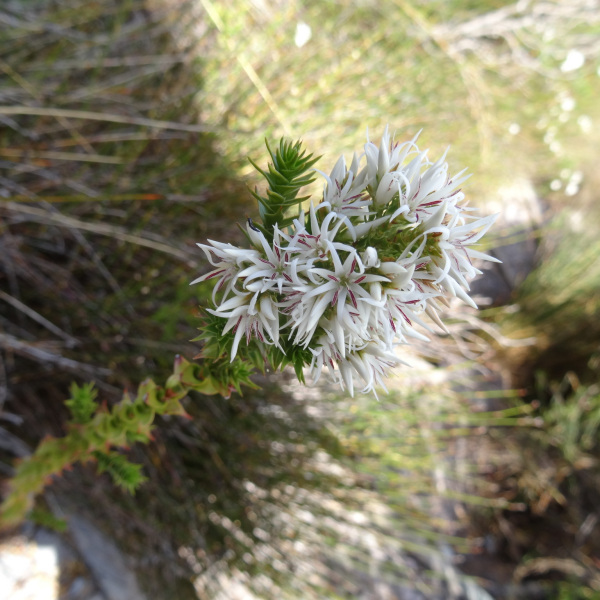 Sprengelia propinqua