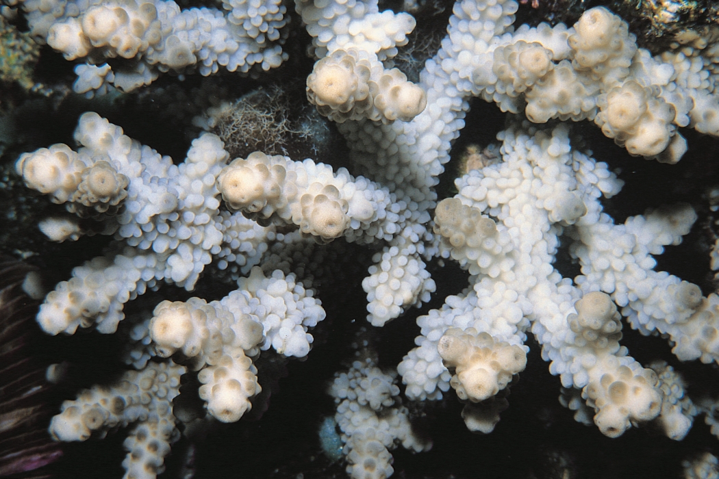 松枝鹿角珊瑚