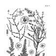 密枝豬毛菜 密枝豬毛菜