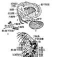 鰓足綱