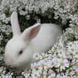白兔(白色兔子)