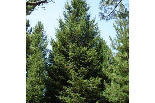 Picea abies \x27Noel\x27 ROYAL SPLENDOR