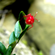 棗紅蜘蛛 棗紅蜘蛛