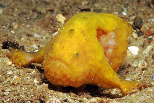 薄躄魚屬 薄躄魚屬