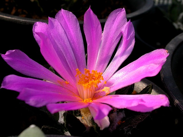 龍角牡丹的花